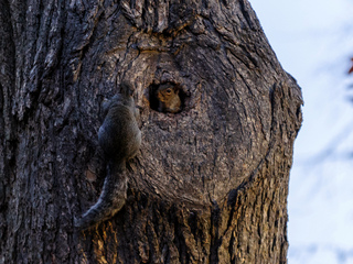 Ecureuils installés dans un trou d'arbre