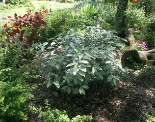 Elaeagnus dans un massif