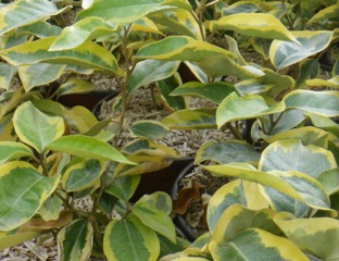 Eleagnus à feuillage panaché