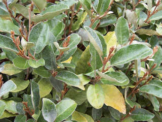 Eleagnus - Feuillage
