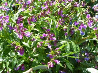 Lathyrus vernus - Gesse de printemps