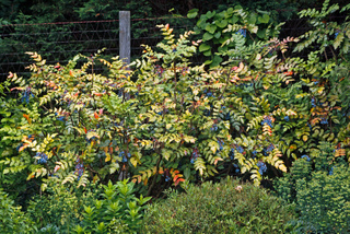 Mahonia - Haie