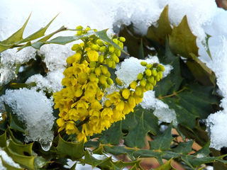 Mahonia en fleurs en hiver