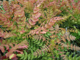 Mahonia x media 'Winter Sun'