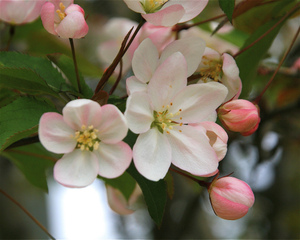 Malus baccata - Pommier à fleur