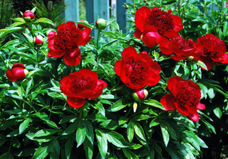 Les différentes formes de pivoine pivoine herbacée
