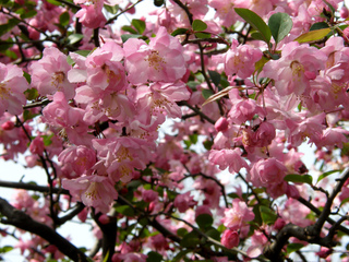 Malus - Pommier à fleur