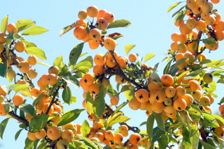 Pommier d'ornement - Fruits