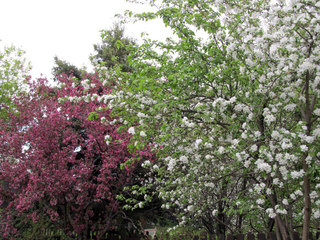 Duo de pommiers à fleurs