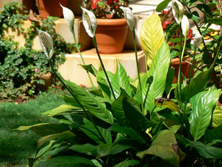 Spathiphyllum