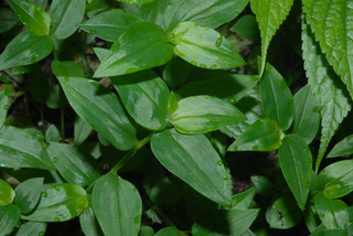 Tradescantia fluminensis