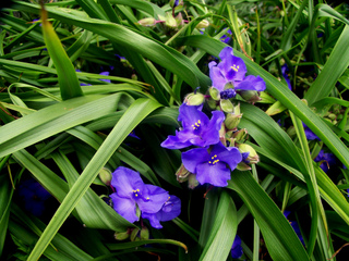 Tradescantia virginiana