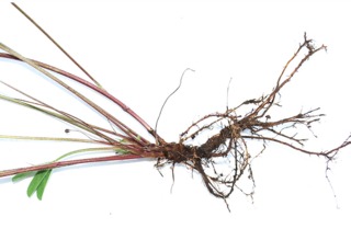 Trfolium pratense - Racines