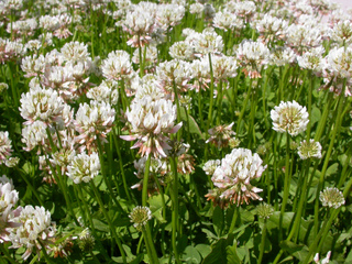 Trifolium repens - Trèfle blanc