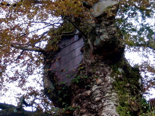 Creux d'arbre fermé