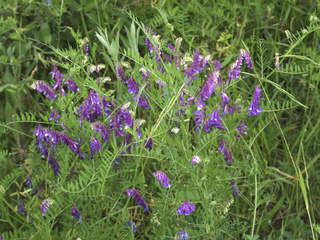 Vicia cracca - Vesce craque