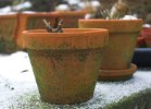 pots de fleurs en hiver