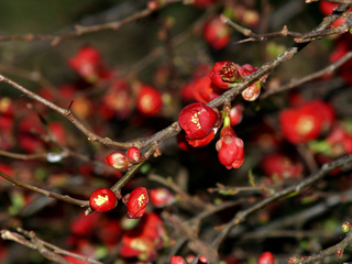 Chaenomeles speciosa