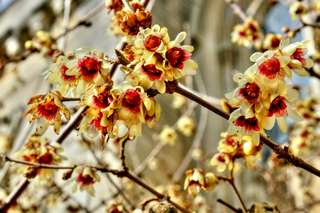 Chimonanthus praecox