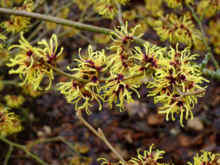Hamamelis x intermedia 'Primavera'
