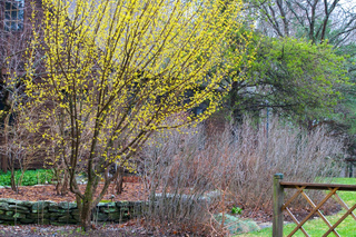 Cornus mas