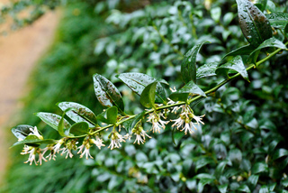 Sarcococca confusa