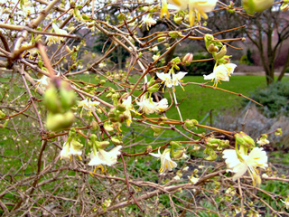 Lonicera fragrantissima