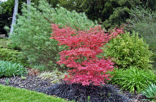 Acer palmatum - Erable du Japon