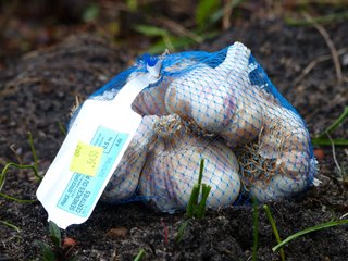 Sachet de semences d'ail certifiées