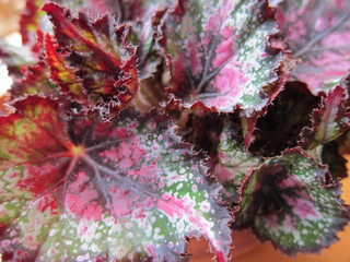 Begonia rex