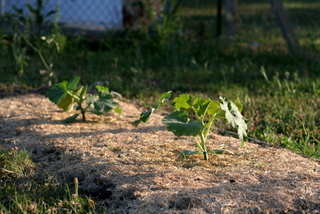 Plants de courgette