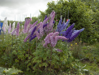 Delphiniums