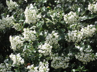 Escallonia 'Iveyi'