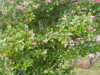 Escallonia rubra