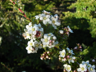 Escallonia virgata