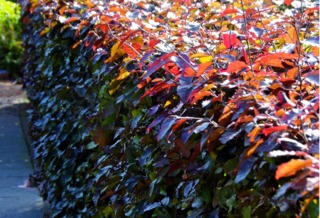 Fagus sylvatica atropunicea