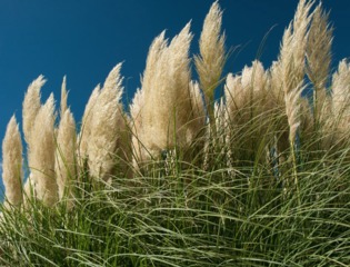 Herbe de la Pampa - Cortaderia selloana