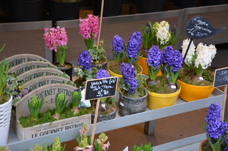 Jacinthes en fleurs
