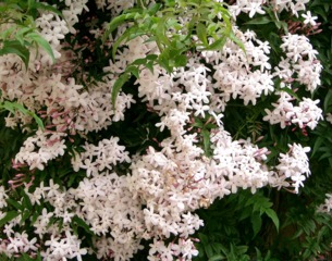 Jasminum polyanthum