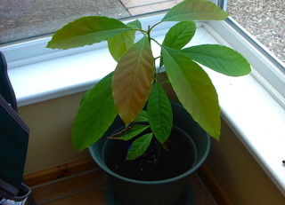 Jeune plant d'avocatier