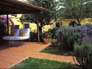 Lavande au bord d'une terrasse