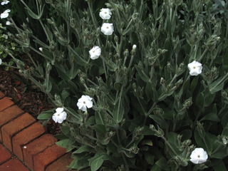 Lychnis coronaria alba