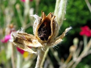 Lychnis coronaria - Graines