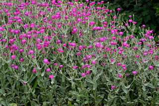 Coquelourde - Lychnis coronaria