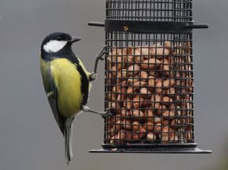 Mésange charbonnière