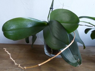 Orchidée : tige sèche