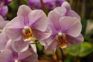 Orchidée - Phalaenopsis