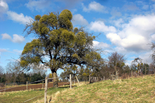 Pommier couvert de gui