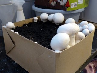 Première récolte de champignons