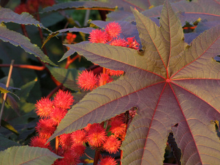 Ricinus communis - Ricin